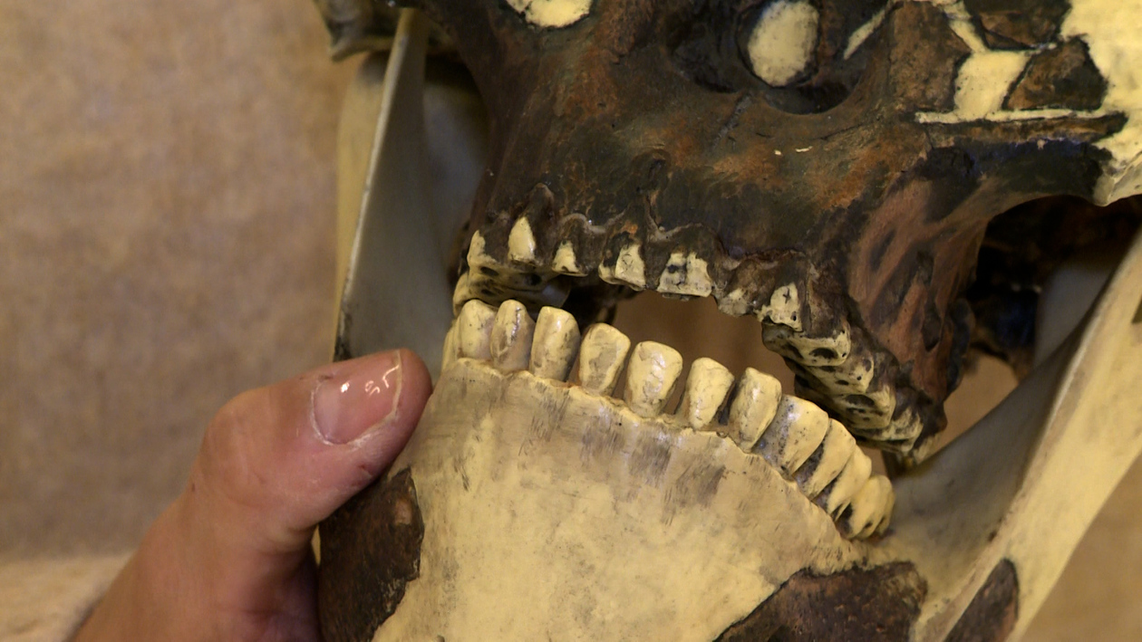 La dieta de los homínidos de Atapuerca era variada y no solo carnívora