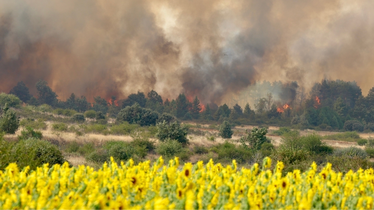 Sigue la evolución de los incendios en Castilla y León