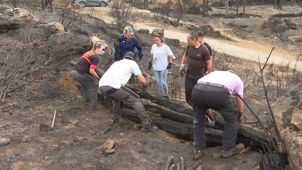 La marea verde de 'Renace Ávila': más de 500 voluntarios trabajan para salvar el suelo calcinado tras el incendio de Burgohondo