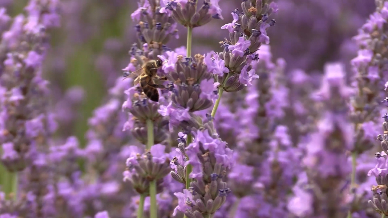 Comienza la cosecha de lavanda en Caleruega, Burgos