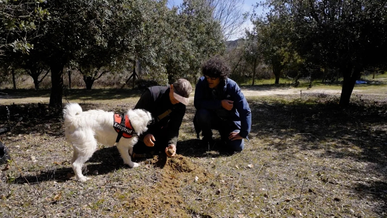 La búsqueda de trufa en directo